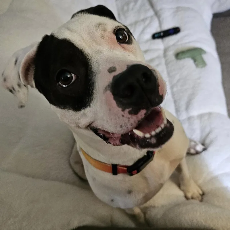 Divinity thumbnail 2