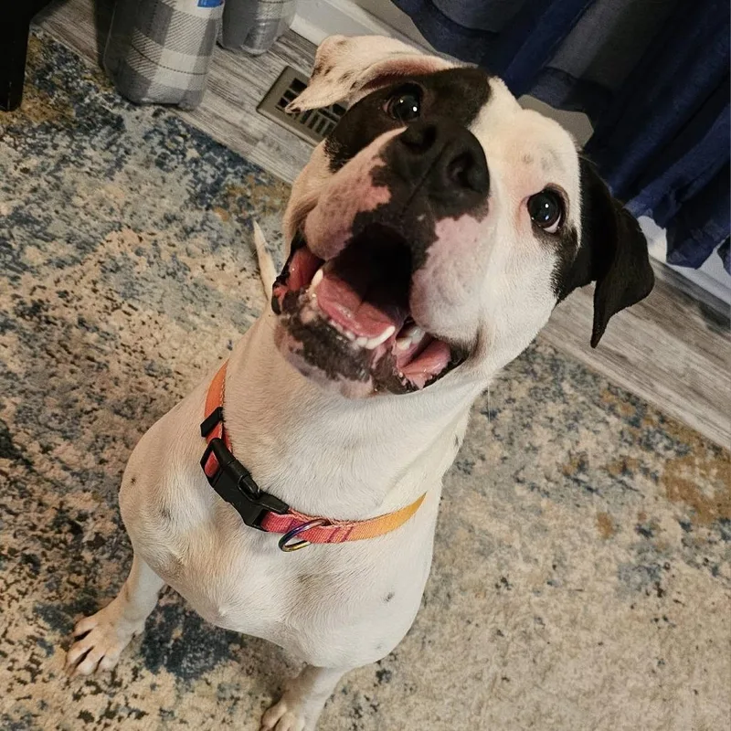 Divinity thumbnail 4