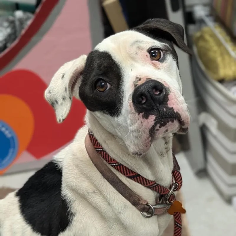 Divinity thumbnail 6