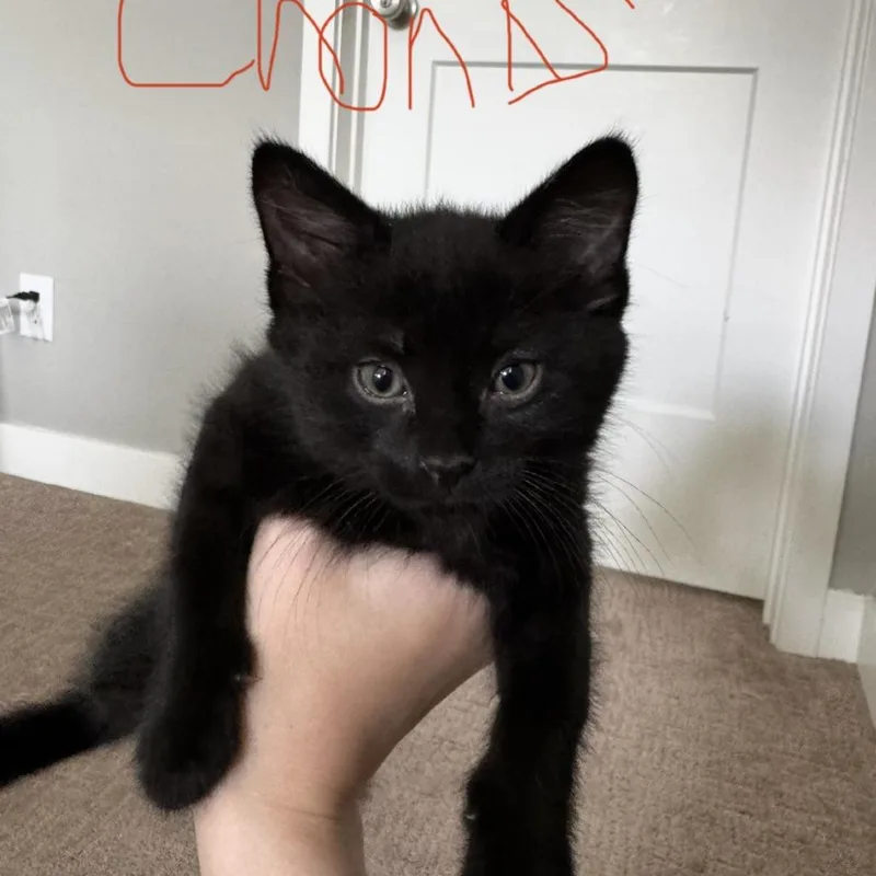 A baby small-sized male Black Domestic Short Hair cat named Oz for adoption in Minneapolis, MN