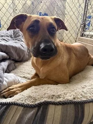 An adult large-sized female Black Mouth Cur dog named Honey for adoption in St. Anne, IL