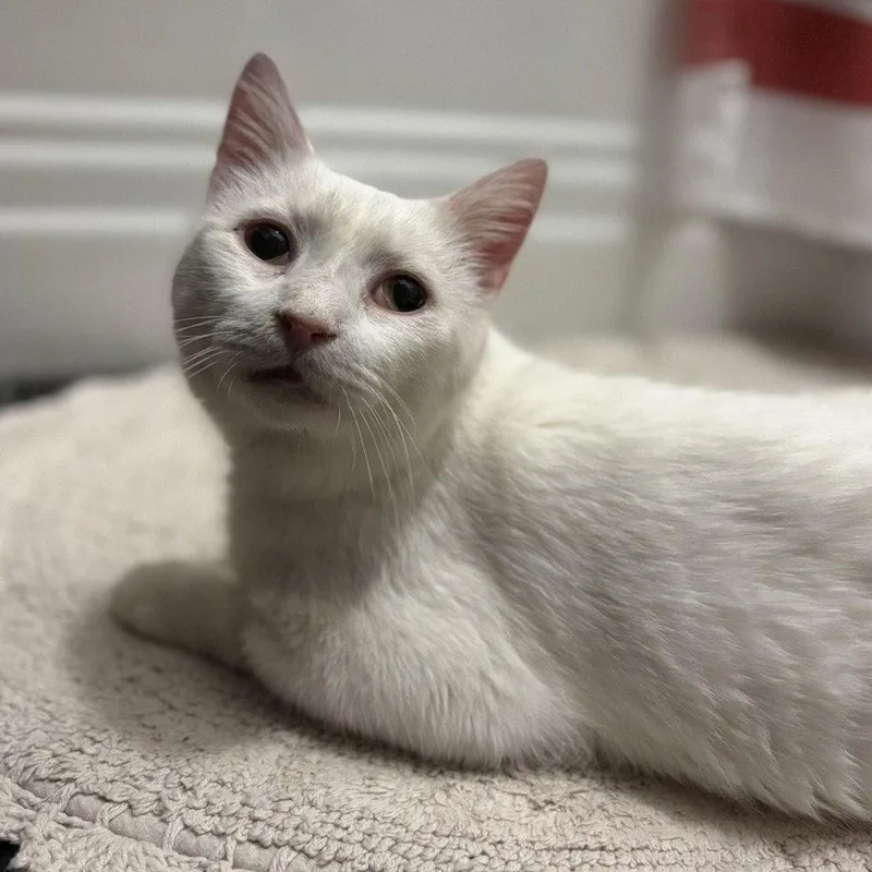 A senior medium-sized male Domestic Short Hair cat named Earl for adoption in Dublin, OH