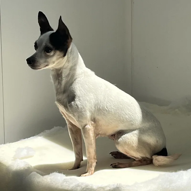 An adult small-sized female White / Cream Mixed Breed dog named Lilly for adoption in Mount Gilead, NC