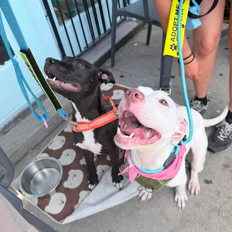An adult medium-sized female White / Cream American Staffordshire Terrier dog named Solara for adoption in Long Island City, NY