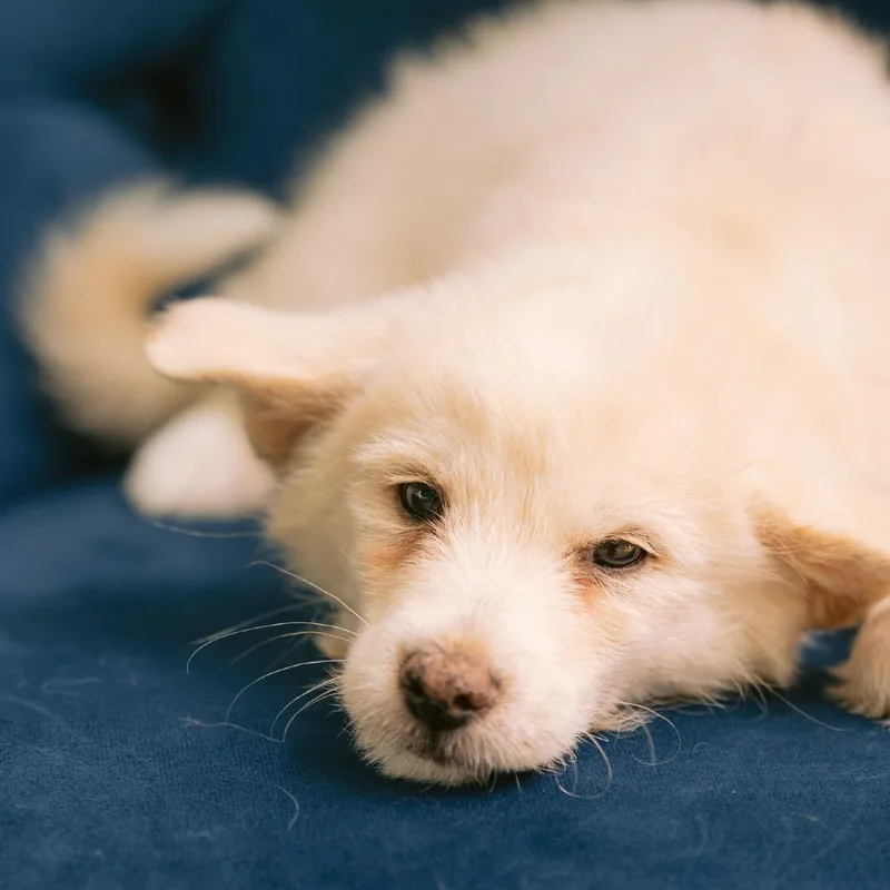 A baby small-sized male Shiba Inu dog named Windex for adoption in Zionsville, IN