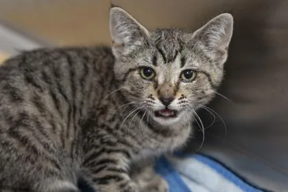 A young small-sized female Domestic Short Hair cat named B Flip Flop for adoption in North Charleston, SC