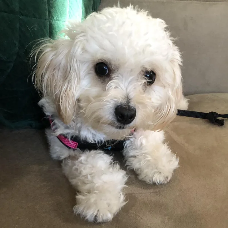 A young small-sized female White / Cream Bichon Frise dog named Bonnie for adoption
