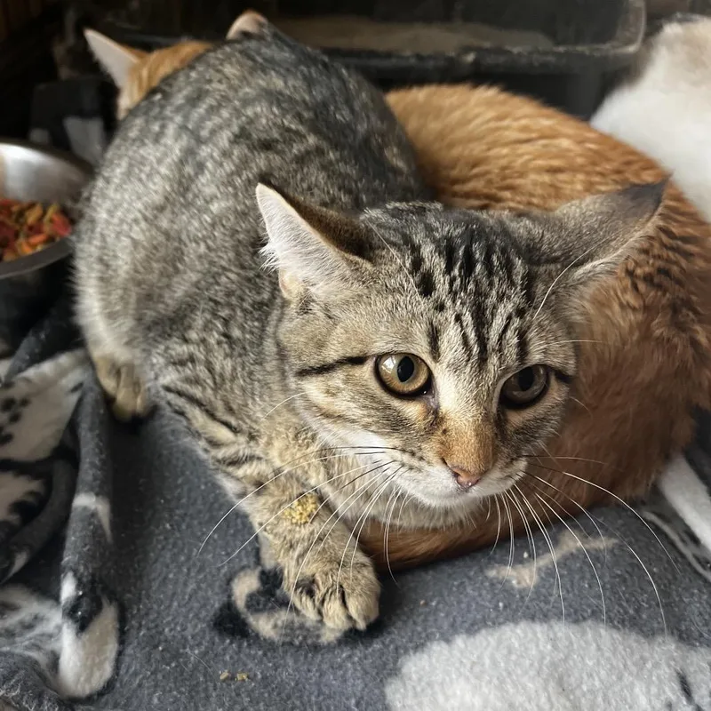 A baby small-sized female Brown / Chocolate Domestic Short Hair cat named Shelly for adoption in Pittsburg, KS