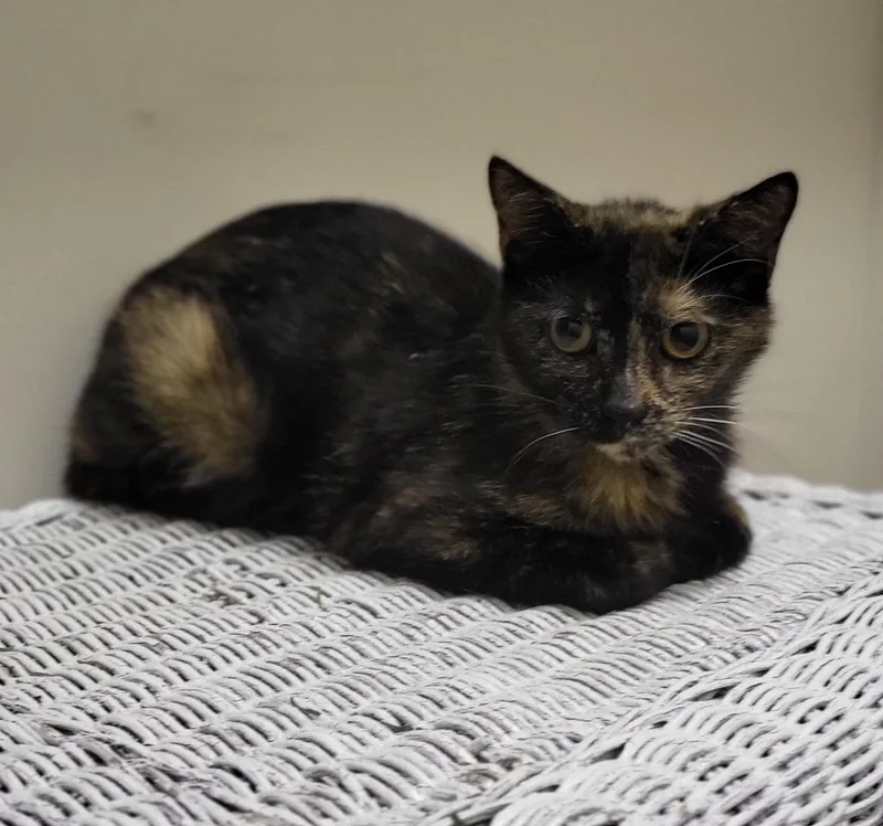 A young medium-sized female Domestic Short Hair cat named Willow for adoption in Bloomington, IN