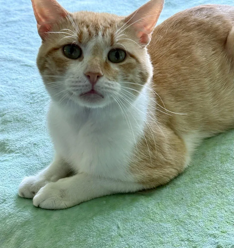 A young medium-sized male Orange & White Domestic Short Hair cat named Miguel for adoption in Flushing, NY