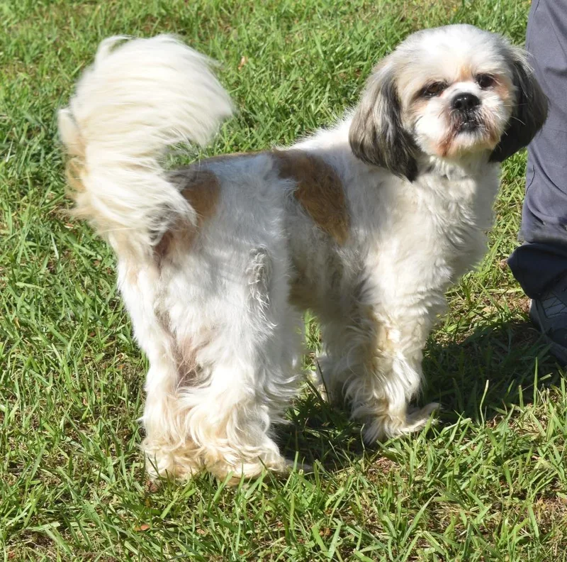 Cooper