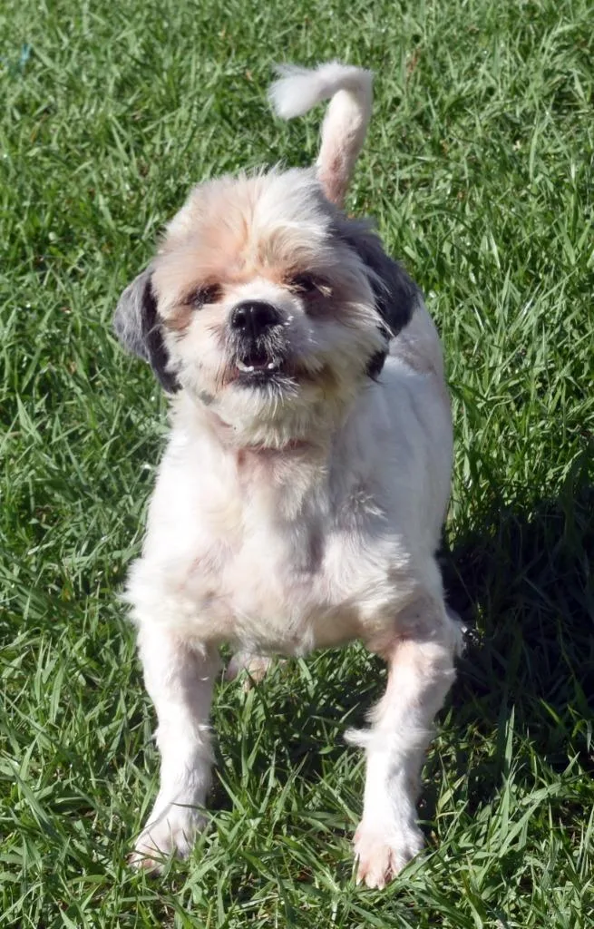 Cooper thumbnail 2