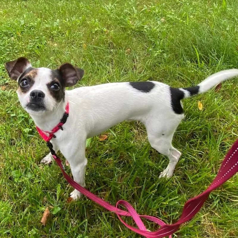 An adult small-sized male White / Cream Mixed Breed dog named Crouton for adoption in Pittsburgh, PA