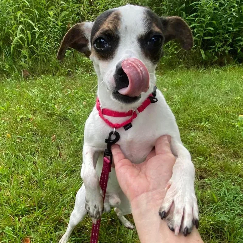 Crouton thumbnail 2