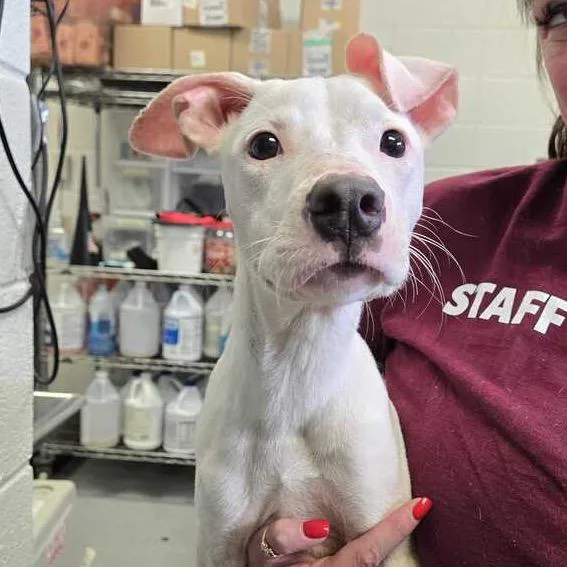 A young small-sized female White / Cream Mixed Breed dog named Esperanza for adoption in Spruce Pine, NC