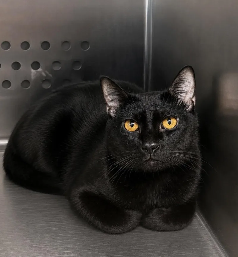 A young large-sized male Domestic Short Hair cat named Toothless for adoption in Columbia, TN