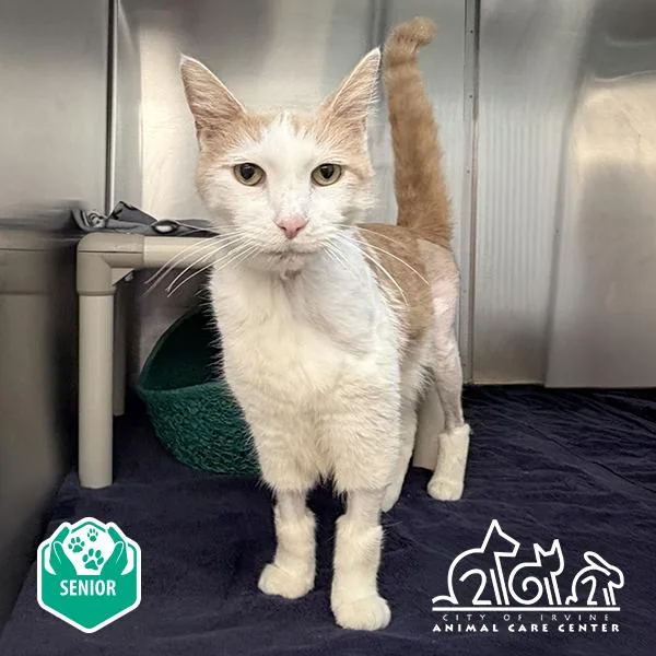 An adult small-sized male Domestic Short Hair cat named Villa for adoption in Irvine, CA