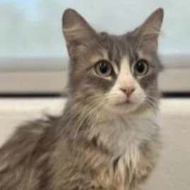 A young small-sized female Gray & White Domestic Medium Hair cat named Sassy for adoption in Stafford, VA