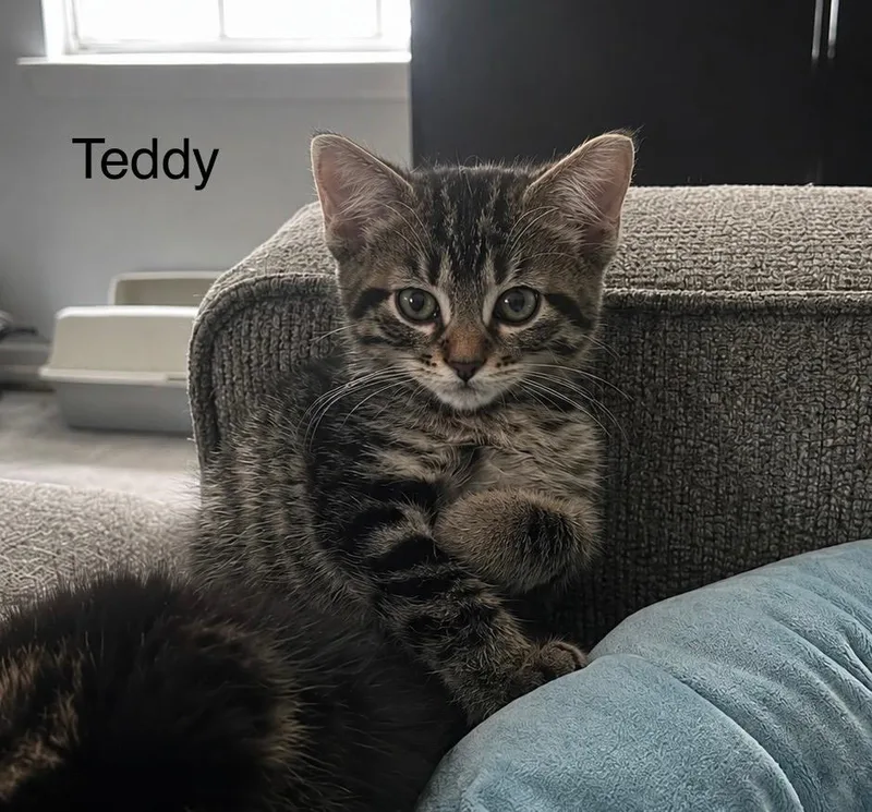 A baby medium-sized male Domestic Short Hair cat named Teddy for adoption in Spring, TX