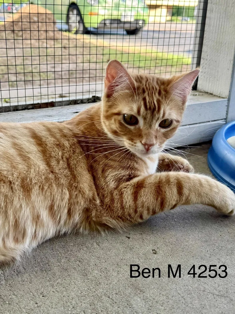 An adult medium-sized male Orange / Red American Shorthair cat named Ben for adoption in Weatherford, TX