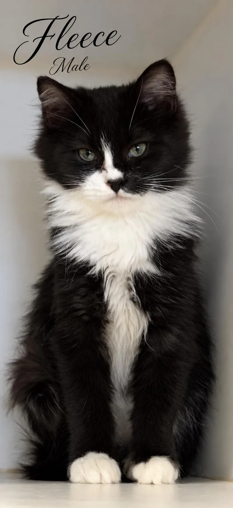 A young medium-sized male Black & White / Tuxedo Tuxedo cat named Fleece Located At Petsmart for adoption in Reno, NV