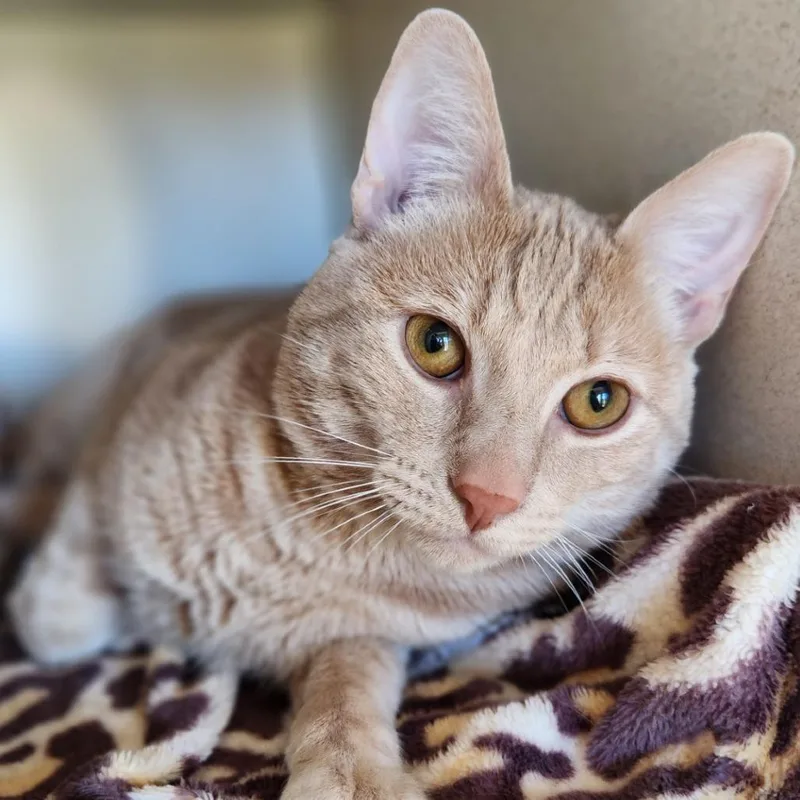 An adult large-sized male Orange / Red Domestic Short Hair cat named Beetlejuice for adoption in Reno, NV