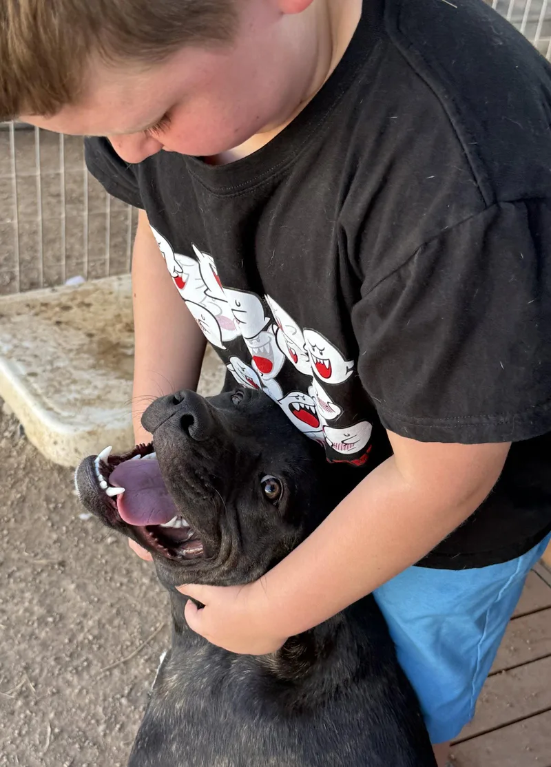 A young large-sized male Mastiff dog named Porkchop for adoption in Queen Creek, AZ