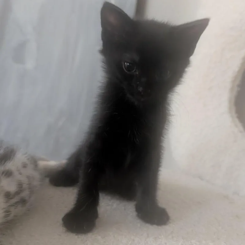 A baby small-sized female American Shorthair cat named Bobo for adoption in mount vernon, AR