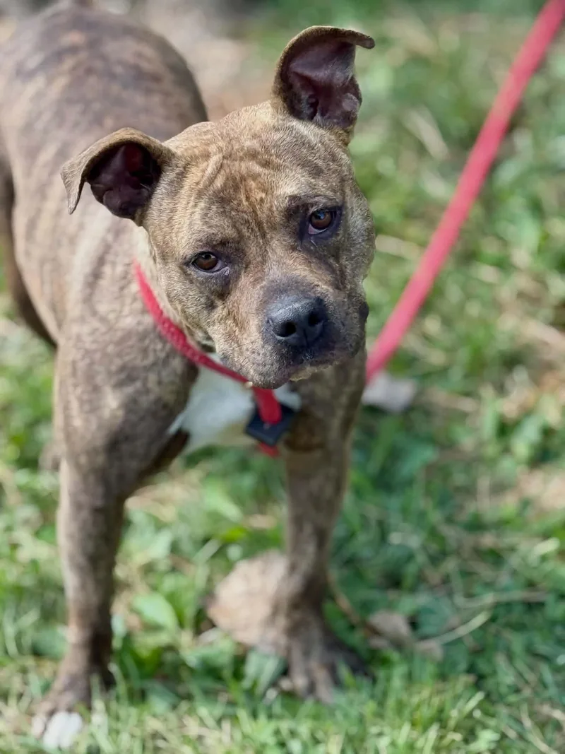 A young medium-sized female Brindle Pit Bull Terrier dog named Christy for adoption in Springfield, IL