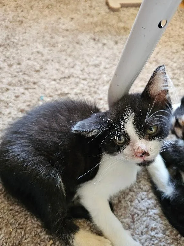 A baby medium-sized female Domestic Short Hair cat named Morningstar for adoption in Kennewick, WA