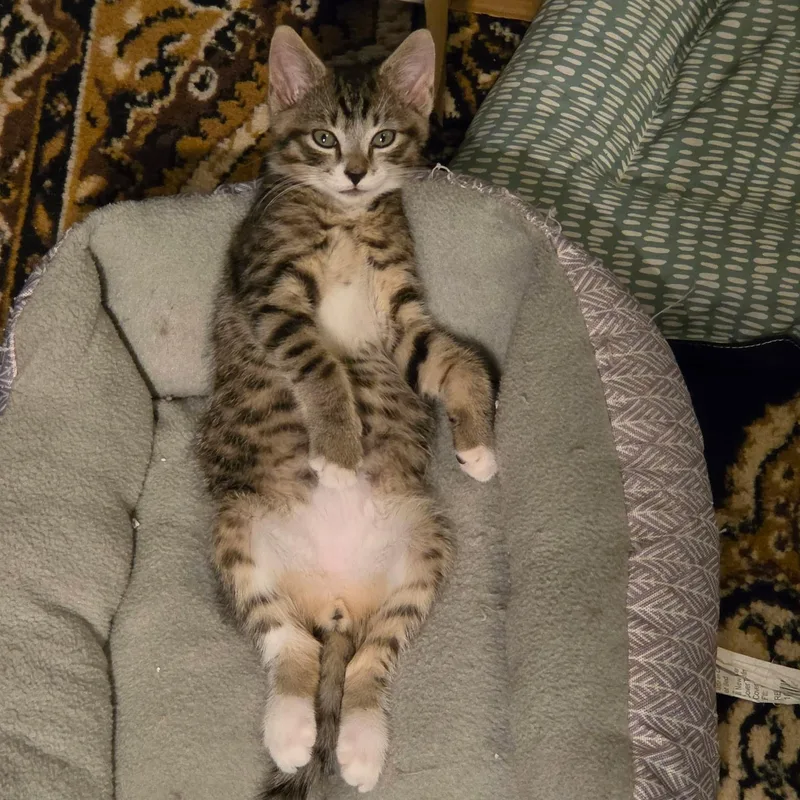 A baby medium-sized male Tabby (Brown / Chocolate) Domestic Short Hair cat named Todd from Finance for adoption in Sewell, NJ