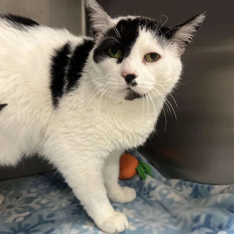An adult large-sized male Domestic Short Hair cat named Mister for adoption in Mount Pleasant, MI