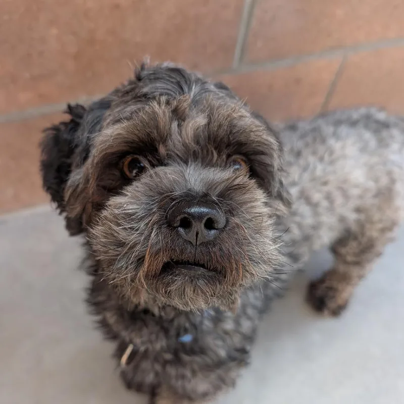 An adult small-sized male Black Poodle dog named Lucas for adoption in Santa Barbara, CA