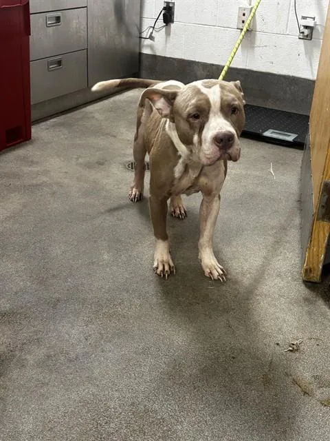 An adult medium-sized male Pit Bull Terrier dog named A for adoption in Upper Marlboro, MD
