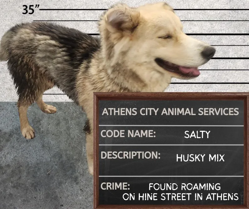 A baby medium-sized male Shepherd dog named Salty for adoption in Athens, AL