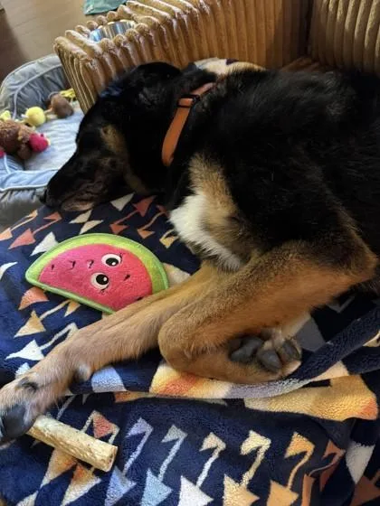 A young large-sized male German Shepherd Dog dog named Steve for adoption in Seattle, WA