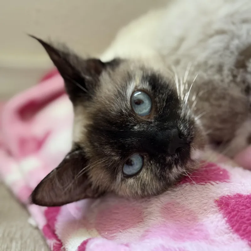 A young medium-sized female Tortoiseshell Siamese cat named Ember for adoption in Wilton, CA