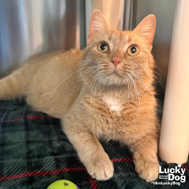 An adult medium-sized female Orange / Red Domestic Short Hair cat named Clover for adoption in Washington, DC