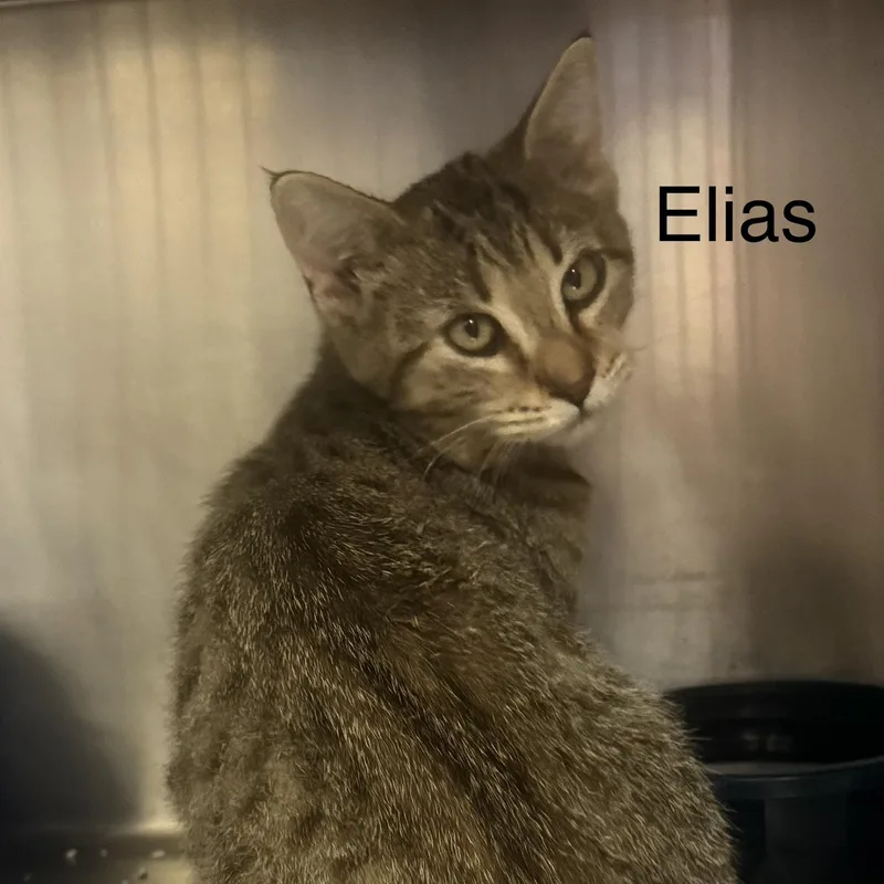 Elias