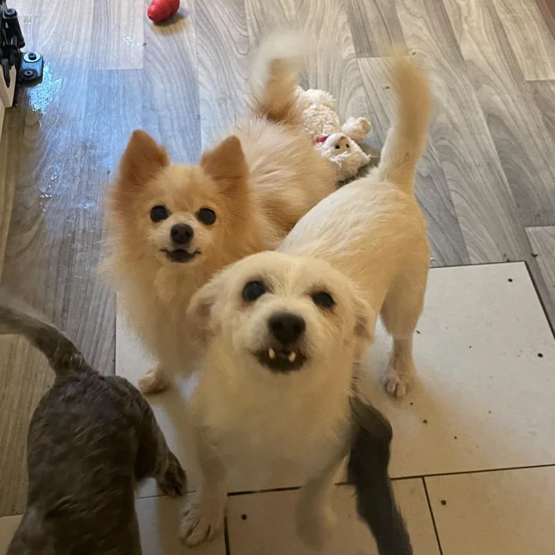An adult small-sized male White / Cream Terrier dog named Charly for adoption in Graham, WA