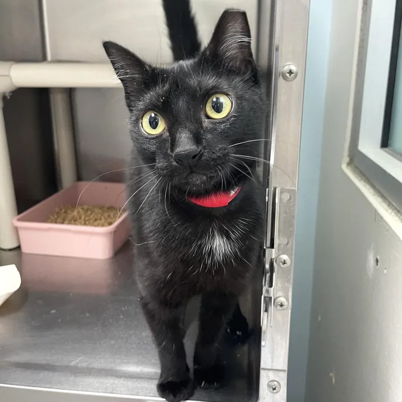 A young medium-sized female Black Domestic Short Hair cat named Observatory for adoption in Carencro, LA