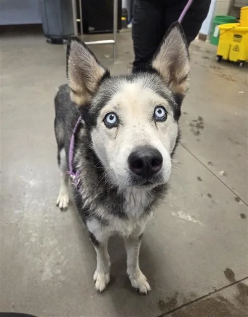 A young large-sized female Siberian Husky dog named Snow Cone for adoption in Phoenix, AZ