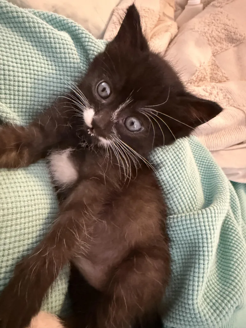 A baby medium-sized female Black Domestic Short Hair cat named Pita for adoption in Fruit Heights, UT