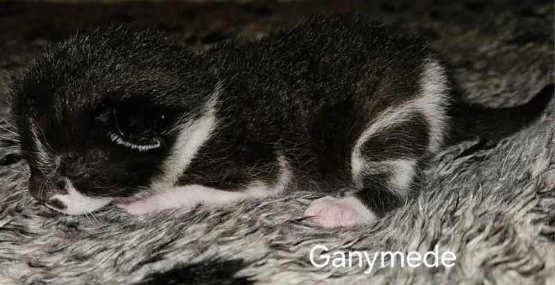 A baby medium-sized female Domestic Short Hair cat named Ganymede for adoption in Parkville, MD