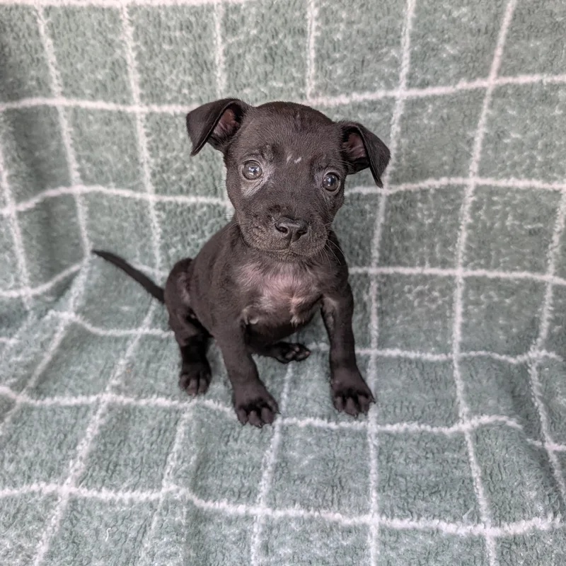 A baby small-sized female Black Chihuahua dog named Wildfire for adoption in Baton Rouge, LA