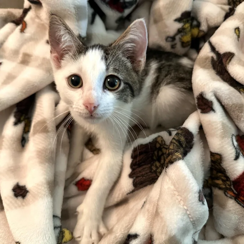 A baby medium-sized male Tabby (Gray / Blue / Silver) Domestic Short Hair cat named Hemingway for adoption in Mt Pleasant, SC