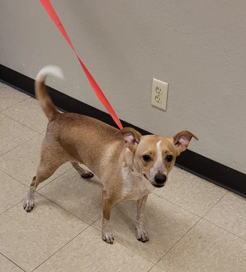 A young medium-sized female Jack Russell Terrier dog named Breadstick for adoption in Muncie, IN