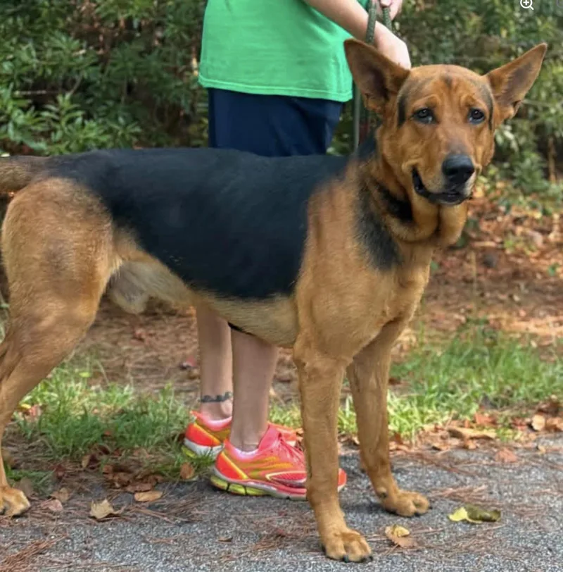 An adult large-sized male Bicolor German Shepherd Dog dog named Bridges for adoption in Sumter, SC