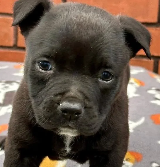A baby medium-sized male Black Mixed Breed dog named Walt for adoption in Groveland, MA