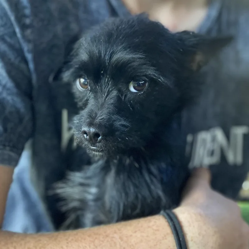 A young small-sized male Affenpinscher dog named Meathead for adoption in Escondido, CA